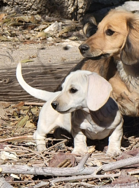 Ava & Echo - Image 12