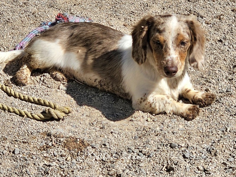 Twix - Image 2