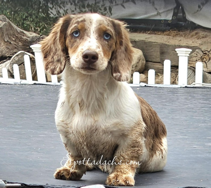 Twix - Image 3
