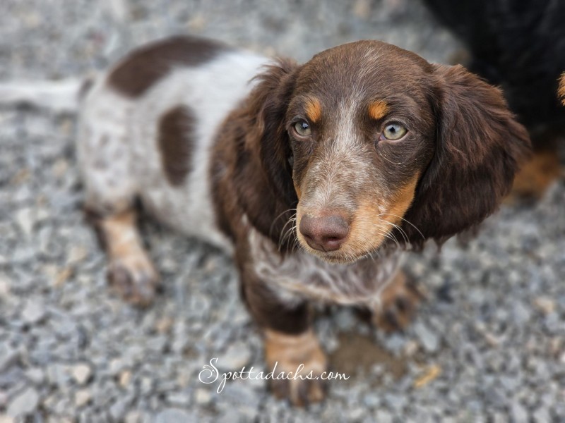 Hershey - Image 2