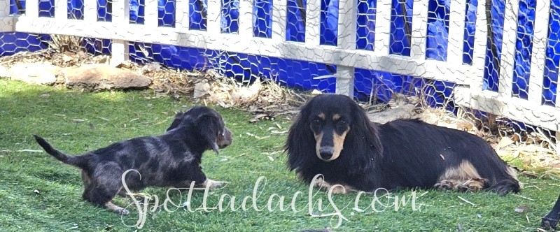 Beauty - Image 10