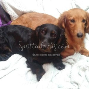Dolly and Ruby