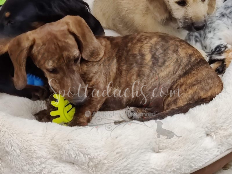 Tigger - Image 6