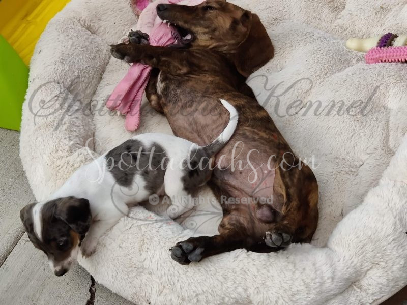 Tigger - Image 7