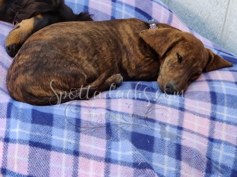 Tigger - Image 8