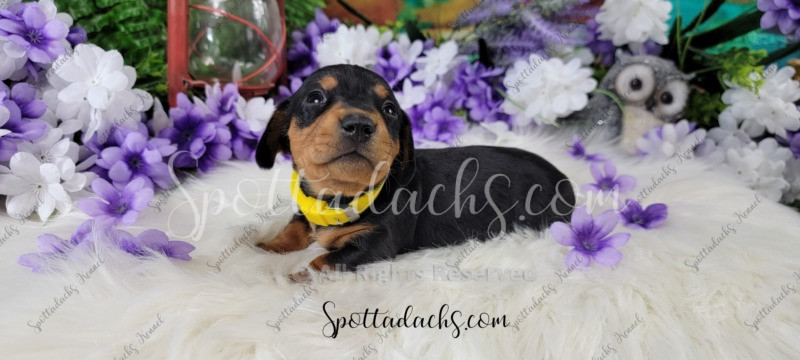 Tinkerbelle - Image 2