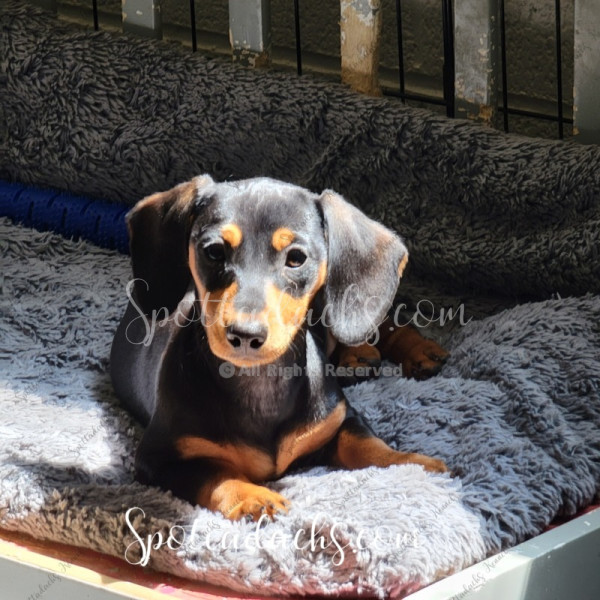 Tinkerbelle - Image 5