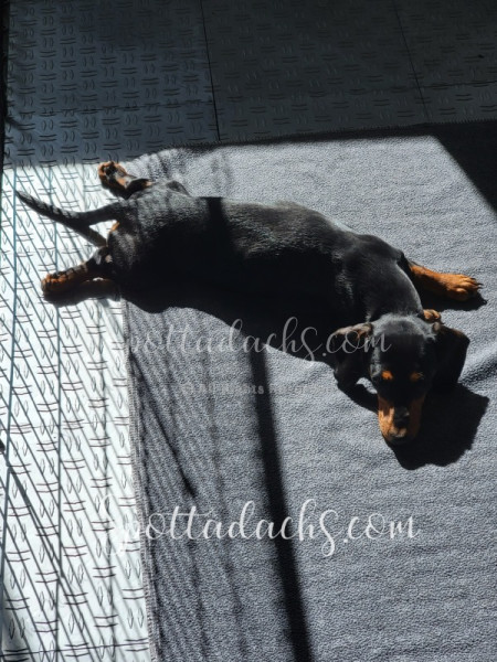 Tinkerbelle - Image 7