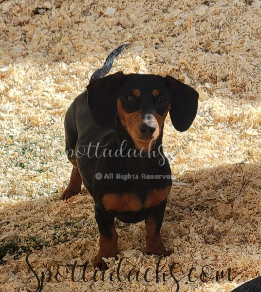 Tinkerbelle - Image 8