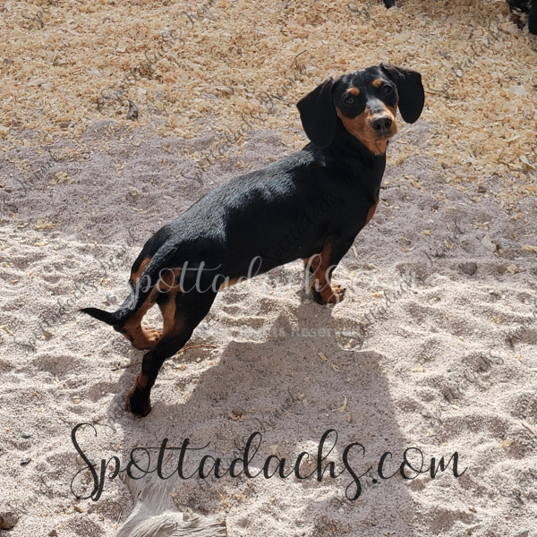 Tinkerbelle - Image 9