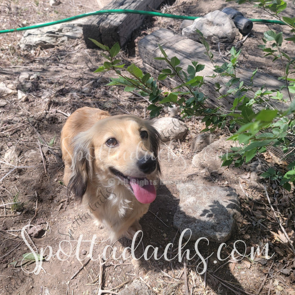 Ellie - Image 6
