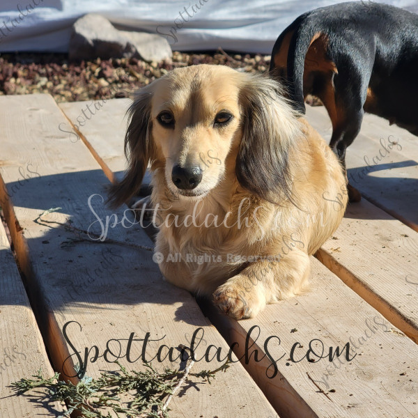 Ellie - Image 8