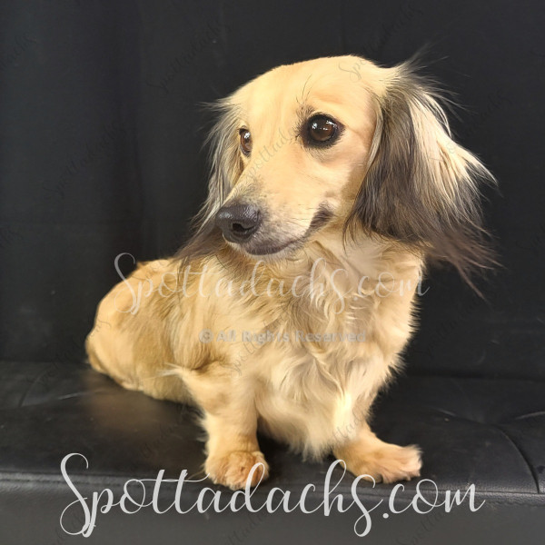 Ellie - Image 11