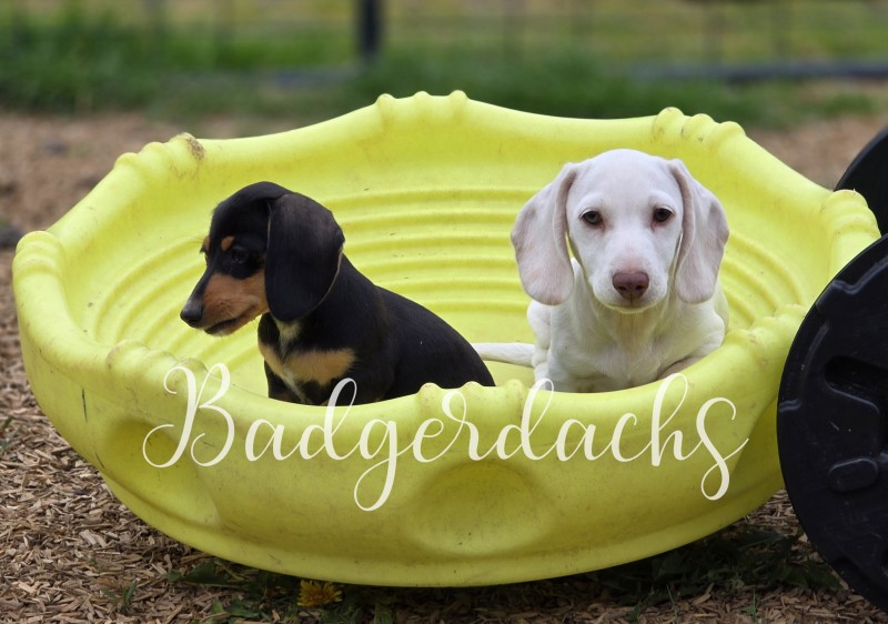 Puppies