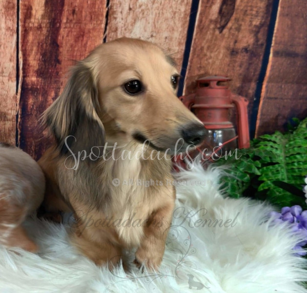 Ellie - Image 14