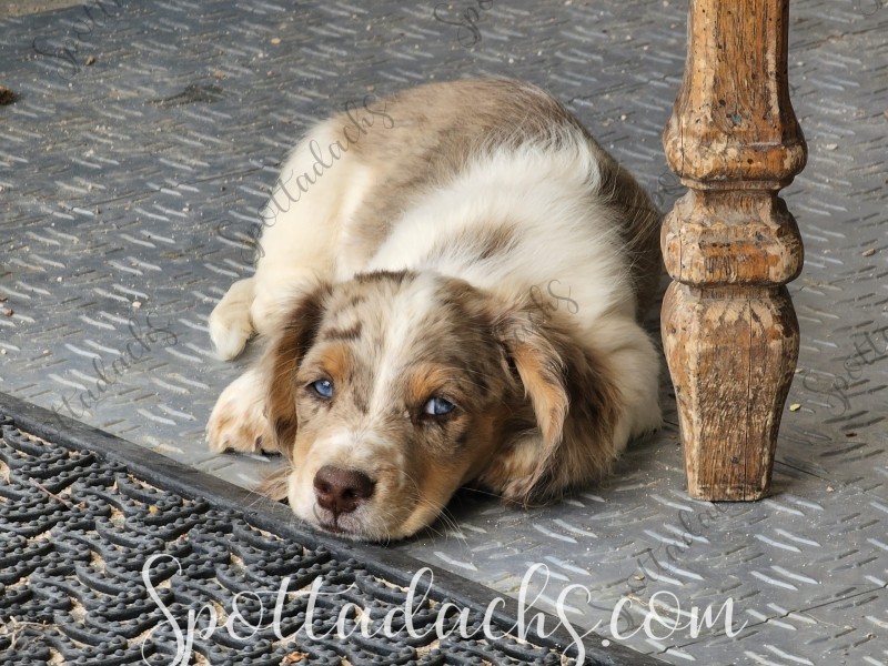 Twix - Image 6
