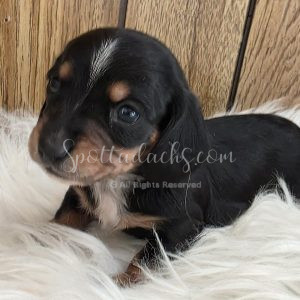 Truffle